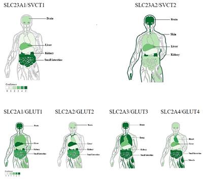 Vitamin C and Helicobacter pylori Infection: Current Knowledge and Future Prospects